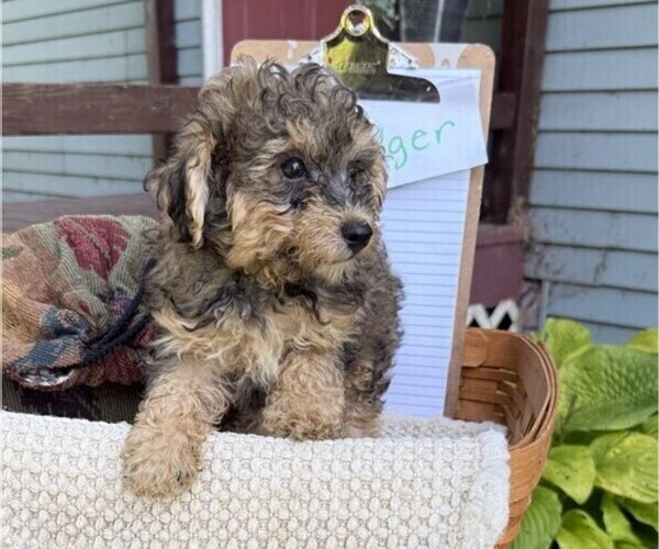 Medium Photo #3 Yorkshire Terrier Puppy For Sale in THORP, WI, USA