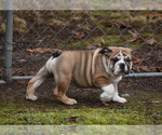 Small Photo #3 Bulldog Puppy For Sale in ASH FLAT, AR, USA