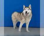 Small #1 Siberian Husky