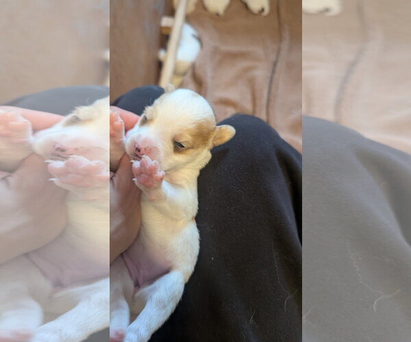 Medium Photo #5 Beagle-Colonial Cocker Spaniel Mix Puppy For Sale in Fort Worth, TX, USA