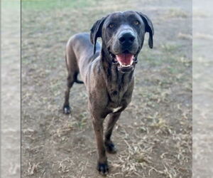 Great Dane-Unknown Mix Dogs for adoption in Riverside, CA, USA