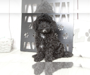 Goldendoodle (Miniature) Puppy for sale in MARIETTA, GA, USA