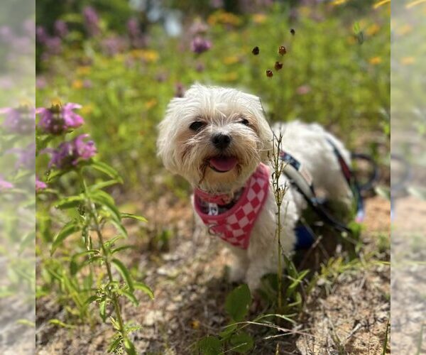 Medium Photo #1 Maltese Puppy For Sale in Spring Lake, NC, USA