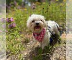 Small Maltese