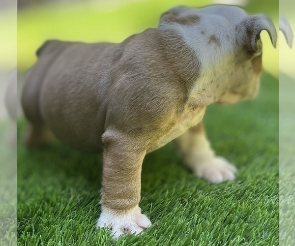 Medium Photo #14 Bulldog Puppy For Sale in STOCKBRIDGE, GA, USA