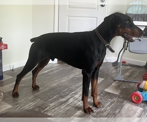 Medium Photo #1 Doberman Pinscher Puppy For Sale in SHELBYVILLE, IN, USA