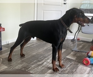 Father of the Doberman Pinscher puppies born on 06/06/2026