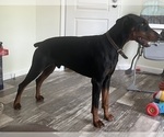 Small Photo #1 Doberman Pinscher Puppy For Sale in SHELBYVILLE, IN, USA