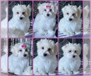 Maltipoo Puppy for sale in PALMDALE, CA, USA