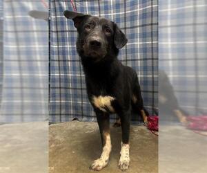 German Shepherd Dog-Unknown Mix Dogs for adoption in Rosenberg, TX, USA