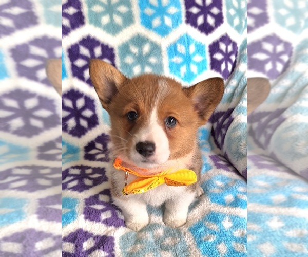 Medium Photo #7 Pembroke Welsh Corgi Puppy For Sale in ARROYO GRANDE, CA, USA