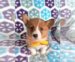 Small #6 Pembroke Welsh Corgi