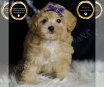 Small Maltipoo