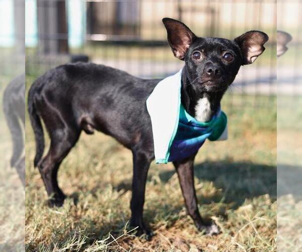 Medium Photo #1 Chihuahua-Unknown Mix Puppy For Sale in San Antonio, TX, USA