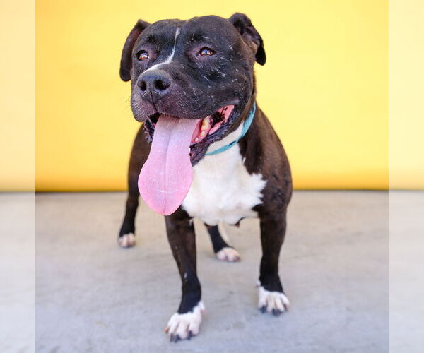 Medium Photo #1 American Pit Bull Terrier Puppy For Sale in Pasadena, CA, USA