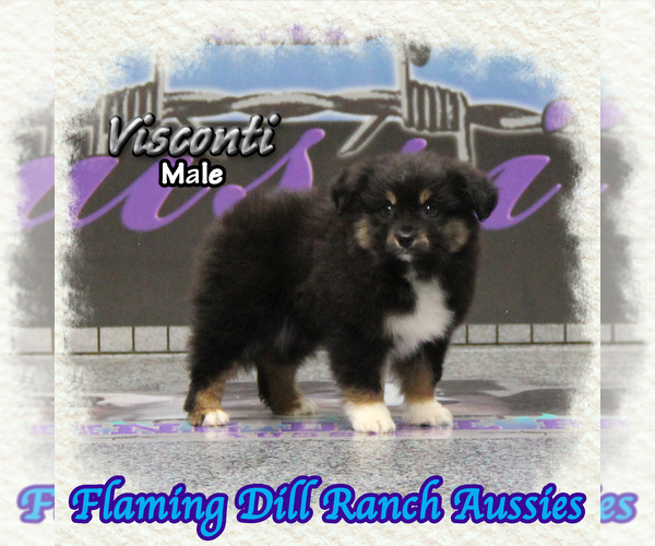 Medium Photo #1 Miniature Australian Shepherd Puppy For Sale in FORESTBURG, TX, USA