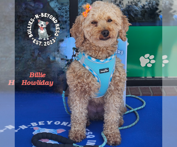 Medium Photo #2 Poodle (Miniature) Puppy For Sale in Omaha, NE, USA