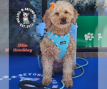 Small #1 Poodle (Miniature)