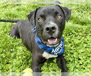 American Pit Bull Terrier Dogs for adoption in Pueblo, CO, USA