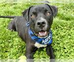 Small Photo #1  Puppy For Sale in , 