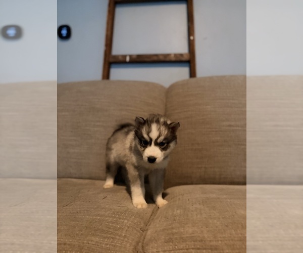Medium Photo #2 Siberian Husky Puppy For Sale in ALTON, IL, USA