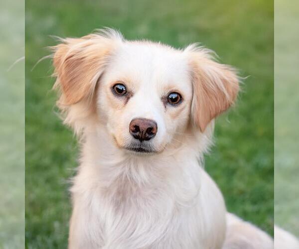 Medium Photo #9 Colonial Cocker Spaniel-Poodle (Miniature) Mix Puppy For Sale in San Diego, CA, USA