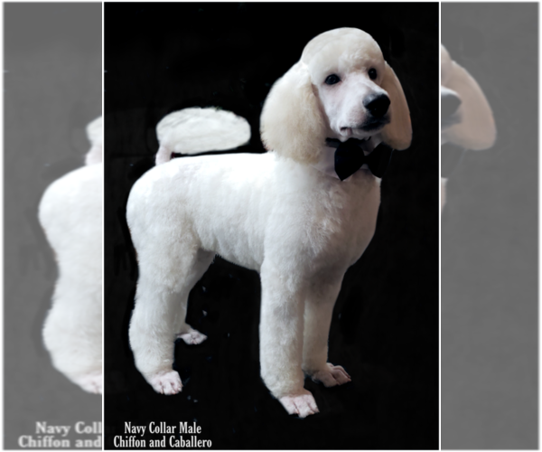 Medium Photo #6 Poodle (Standard) Puppy For Sale in MANCHESTER, MI, USA
