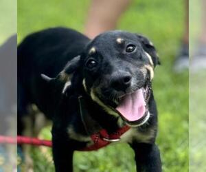 Labrador Retriever-Unknown Mix Dogs for adoption in Yardley, PA, USA