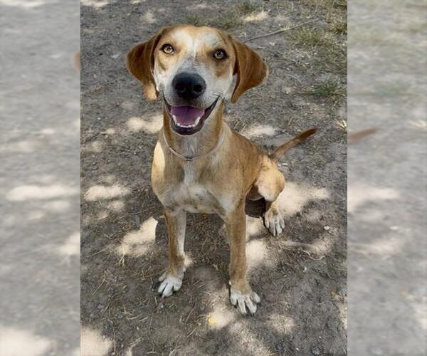 Medium Photo #2 Treeing Walker Coonhound-Unknown Mix Puppy For Sale in Conroe, TX, USA