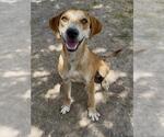 Small #1 Treeing Walker Coonhound Mix