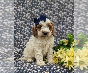 Cock-A-Poo Puppy for sale in AIRVILLE, PA, USA