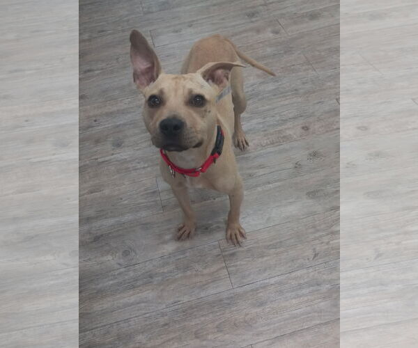 Medium Photo #22 American Pit Bull Terrier Puppy For Sale in Murfreesboro, NC, USA