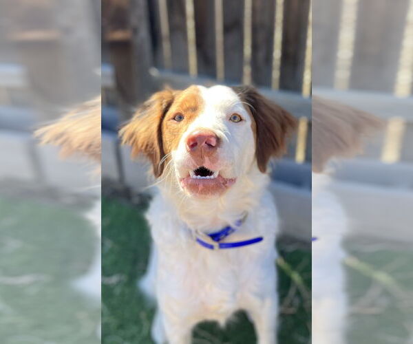 Medium Photo #1  Puppy For Sale in , 