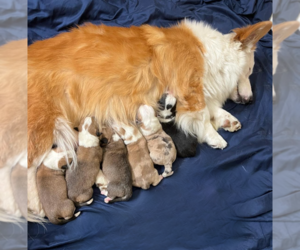 Pembroke Welsh Corgi Litter for sale in YUBA CITY, CA, USA