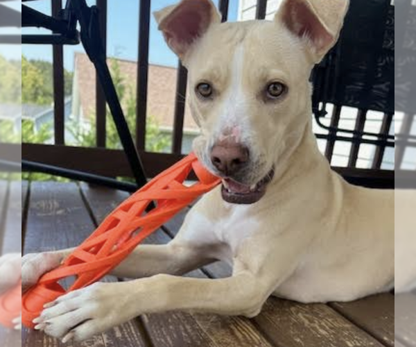 Medium Photo #5 Mutt Puppy For Sale in Thomasville, NC, USA