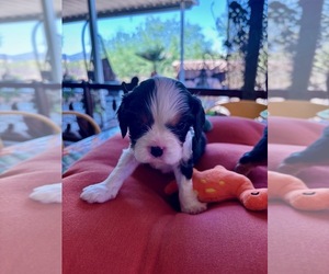 Medium Cavalier King Charles Spaniel