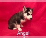 Small Photo #3 Siberian Husky Puppy For Sale in SAYLORSBURG, PA, USA