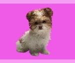 Small Maltipoo (Miniature)