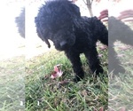 Small Photo #13 Labradoodle-Poodle (Standard) Mix Puppy For Sale in EMMITSBURG, MD, USA