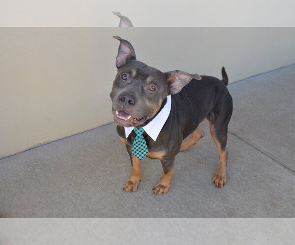 Medium Photo #2 American Pit Bull Terrier-Unknown Mix Puppy For Sale in McKinney, TX, USA