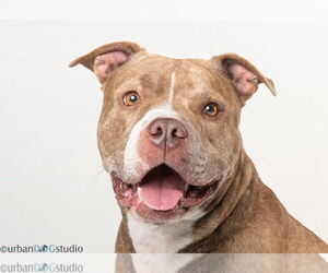 Bullmastiff-Unknown Mix Dogs for adoption in Tampa, FL, USA