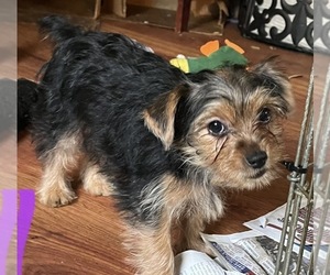 Yorkshire Terrier Puppy for sale in PRUNEDALE, CA, USA