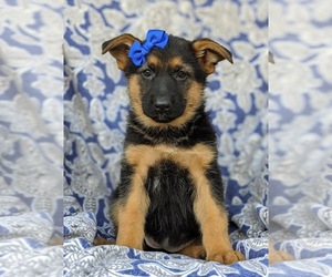 German Shepherd Dog Puppy for sale in ELKTON, MD, USA