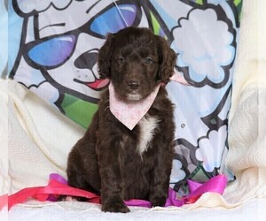 Goldendoodle Puppy for sale in FREDERICKSBG, OH, USA