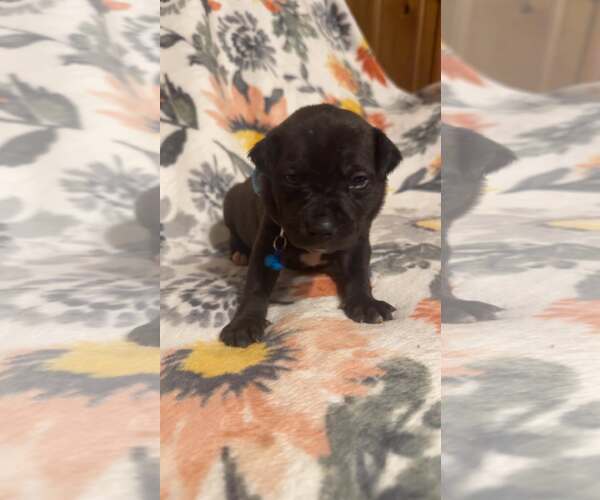 Medium Photo #1 Boxer-Unknown Mix Puppy For Sale in Holly Springs, NC, USA