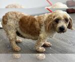 Small #2 Cavachon