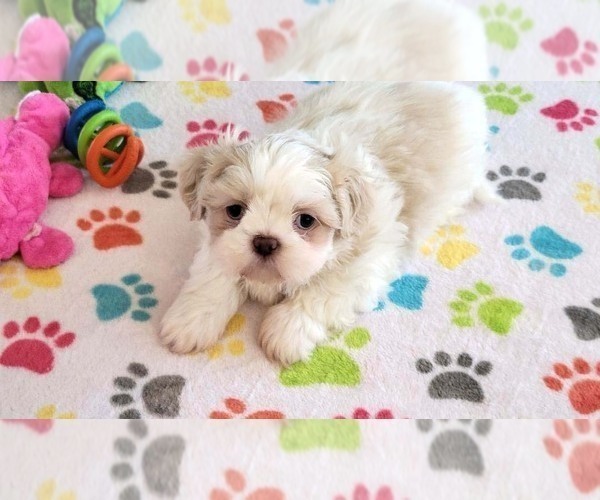 Medium Photo #3 Shih Tzu Puppy For Sale in ORO VALLEY, AZ, USA