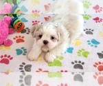 Small #2 Shih Tzu