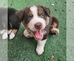 Small #17 Australian Shepherd