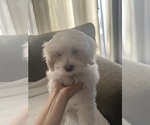 Small #2 Maltese